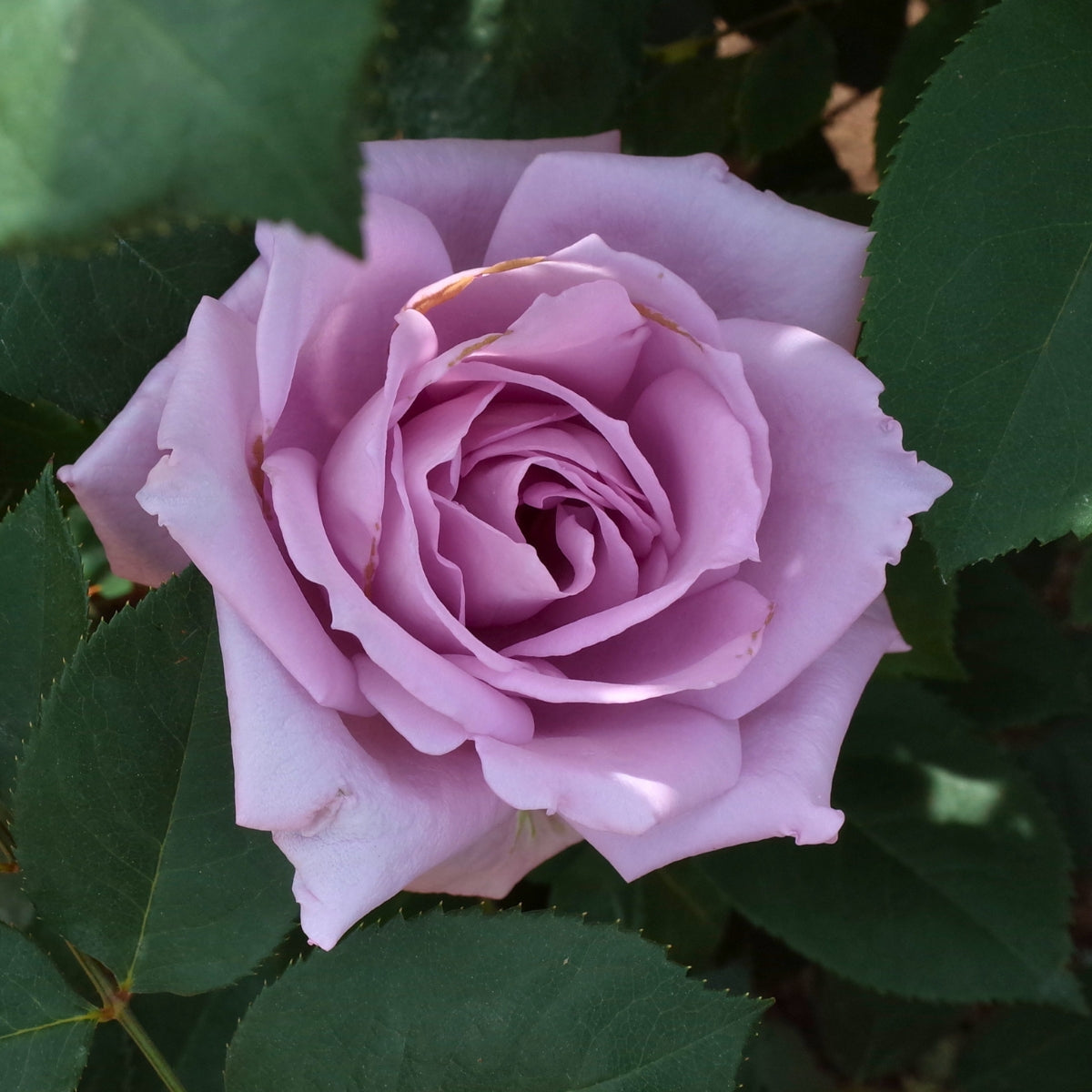 Rosa ‘Blue Moon’ | Fragrant Lilac Hybrid Tea Rose