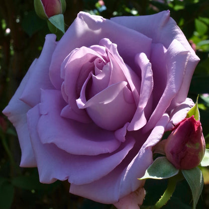 Rosa ‘Blue Moon’ | Fragrant Lilac Hybrid Tea Rose