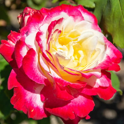 Rosa ‘Double Delight’ | Fragrant Red and Cream Hybrid Tea Rose