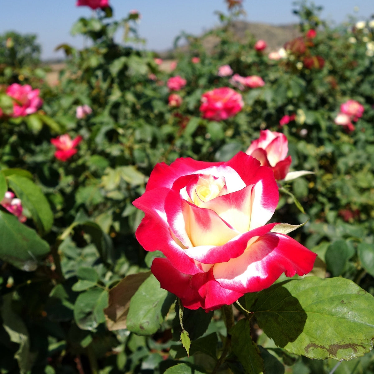 Rosa ‘Double Delight’ | Fragrant Red and Cream Hybrid Tea Rose