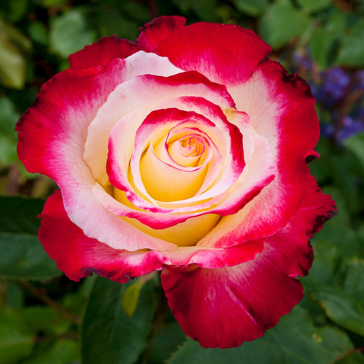 Rosa ‘Double Delight’ | Fragrant Red and Cream Hybrid Tea Rose