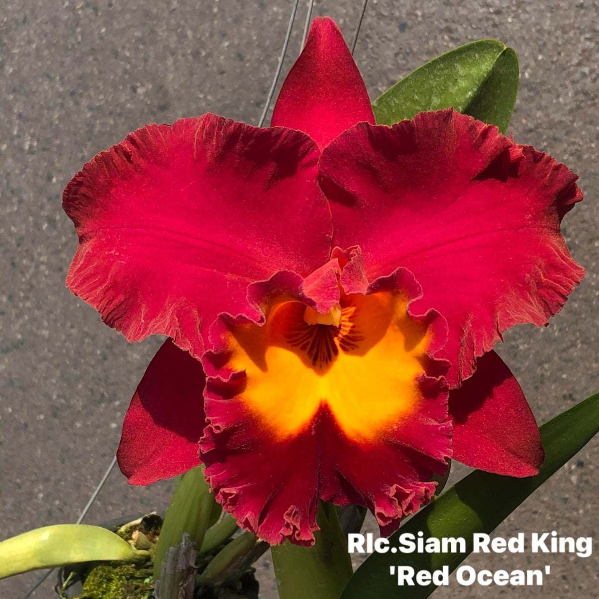 Rlc. Siam Red King ‘Red Ocean’ Cattleya Orchid Mericlon
