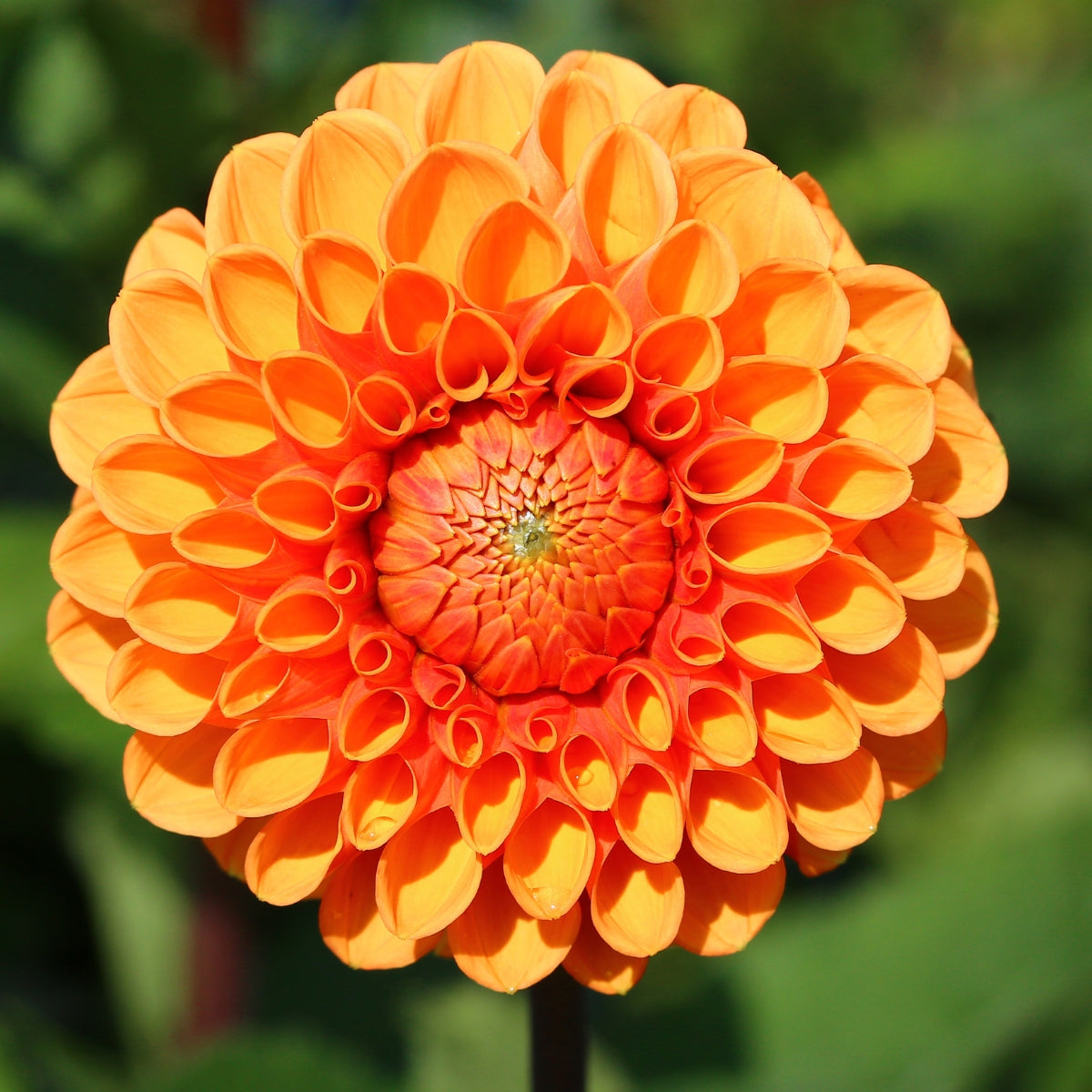 Pompon Orange Dahlia | Orange Pompon Dahlia Tuber