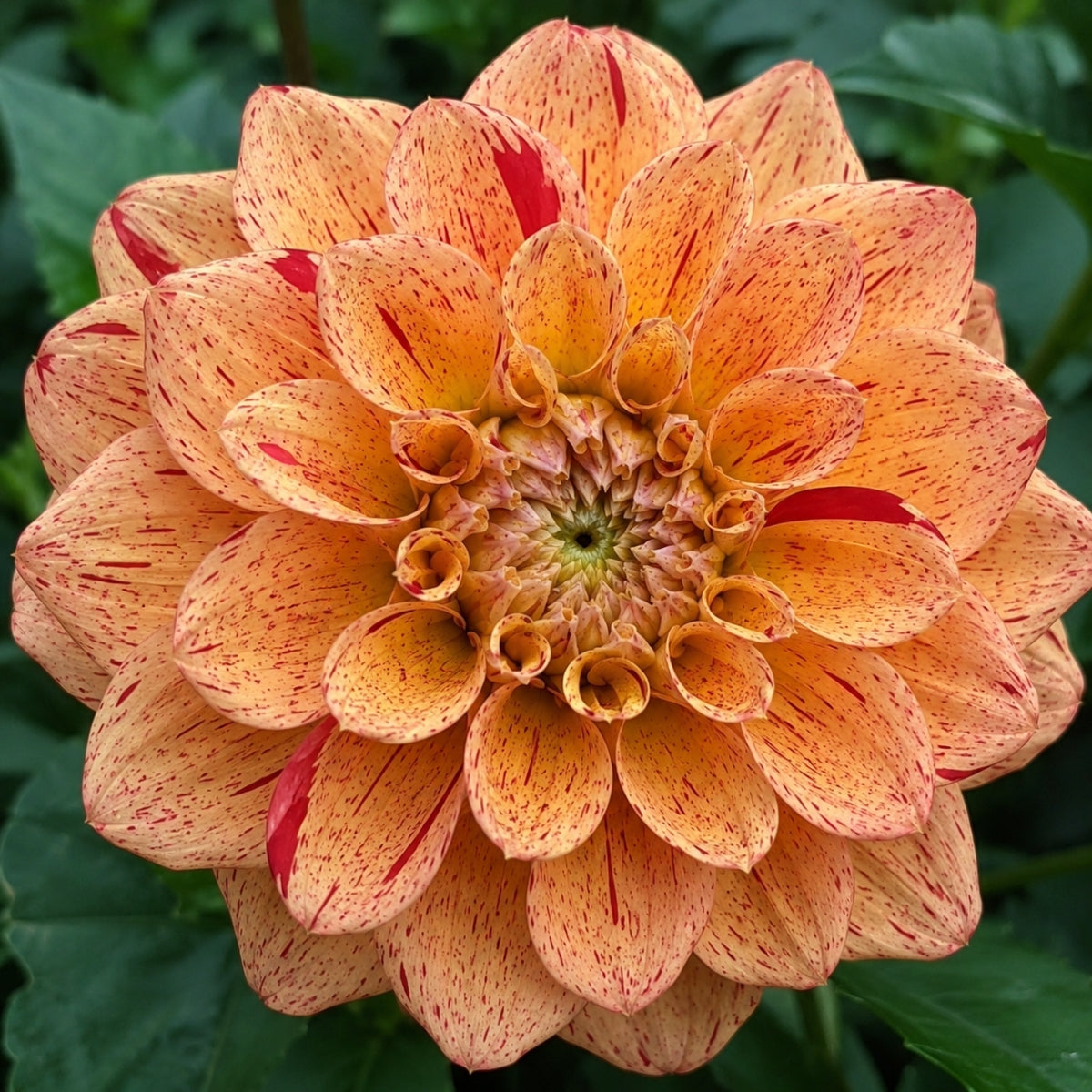 Homicide Dahlia | Apricot and Crimson Decorative Dahlia Tuber