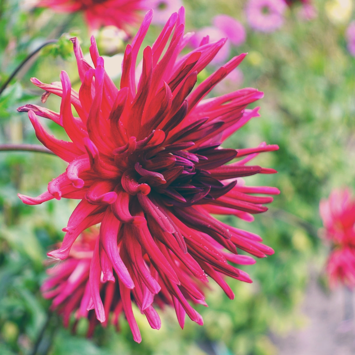 Dahlia ‘Desert Gem’ | Deep Purple Cactus Dahlia Tuber