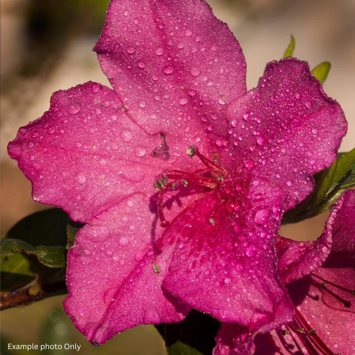 Encore® Autumn Jewel™ Azalea | Pink Repeat-Flowering Rhododendron
