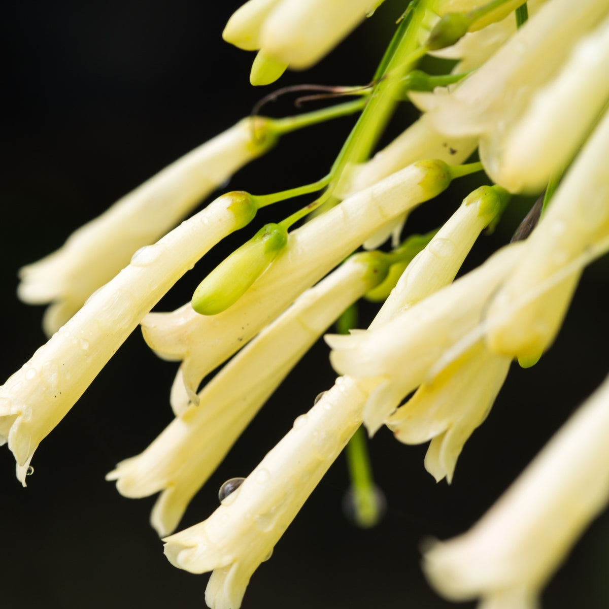 Russelia ‘Lemon Falls’ | Pale Yellow Firecracker Plant