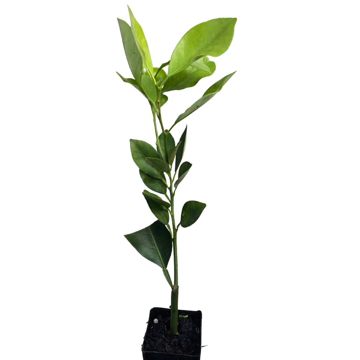 Kumquat Citrus Tree | Compact Evergreen Fruiting Citrus