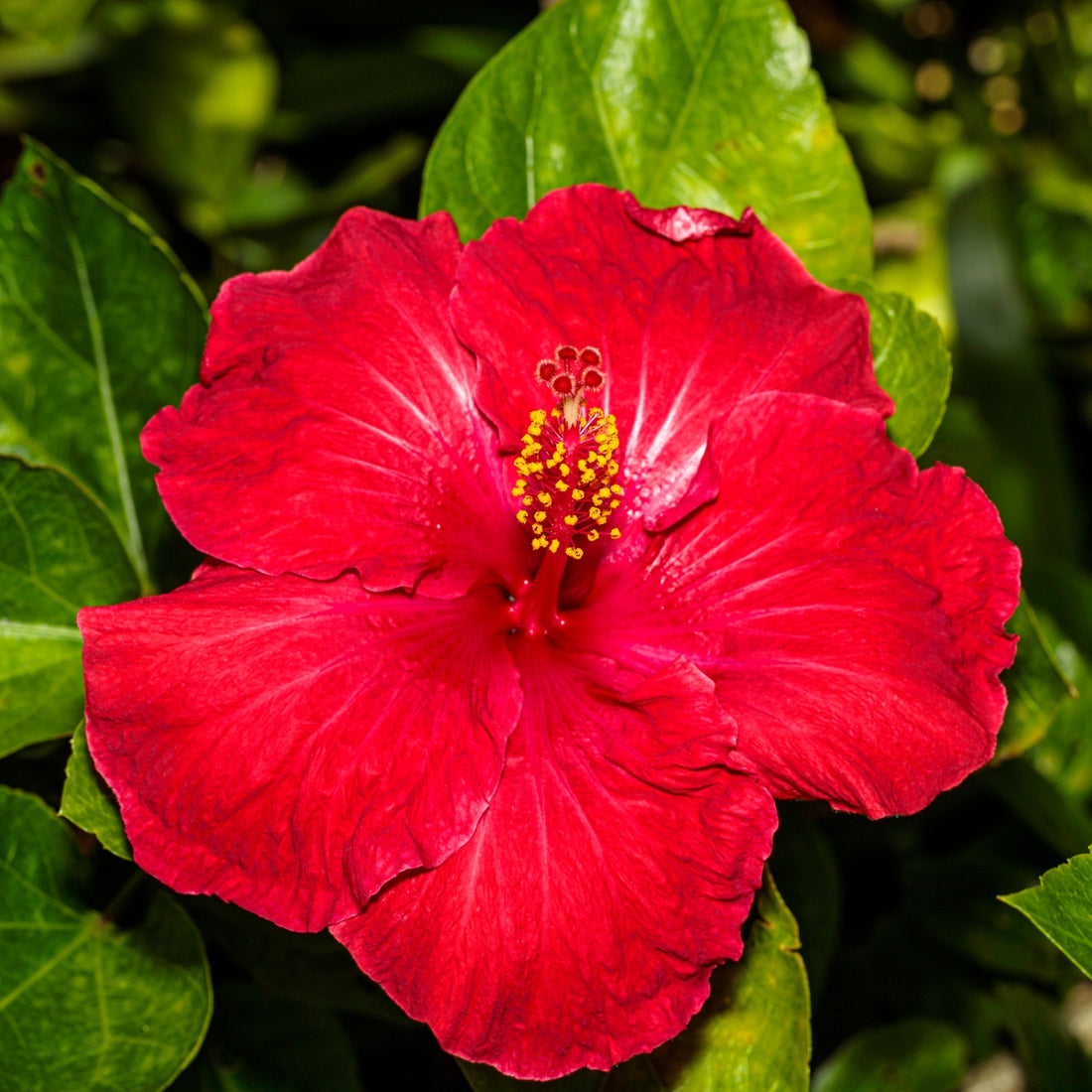 Hibiscus rosa-sinensis &