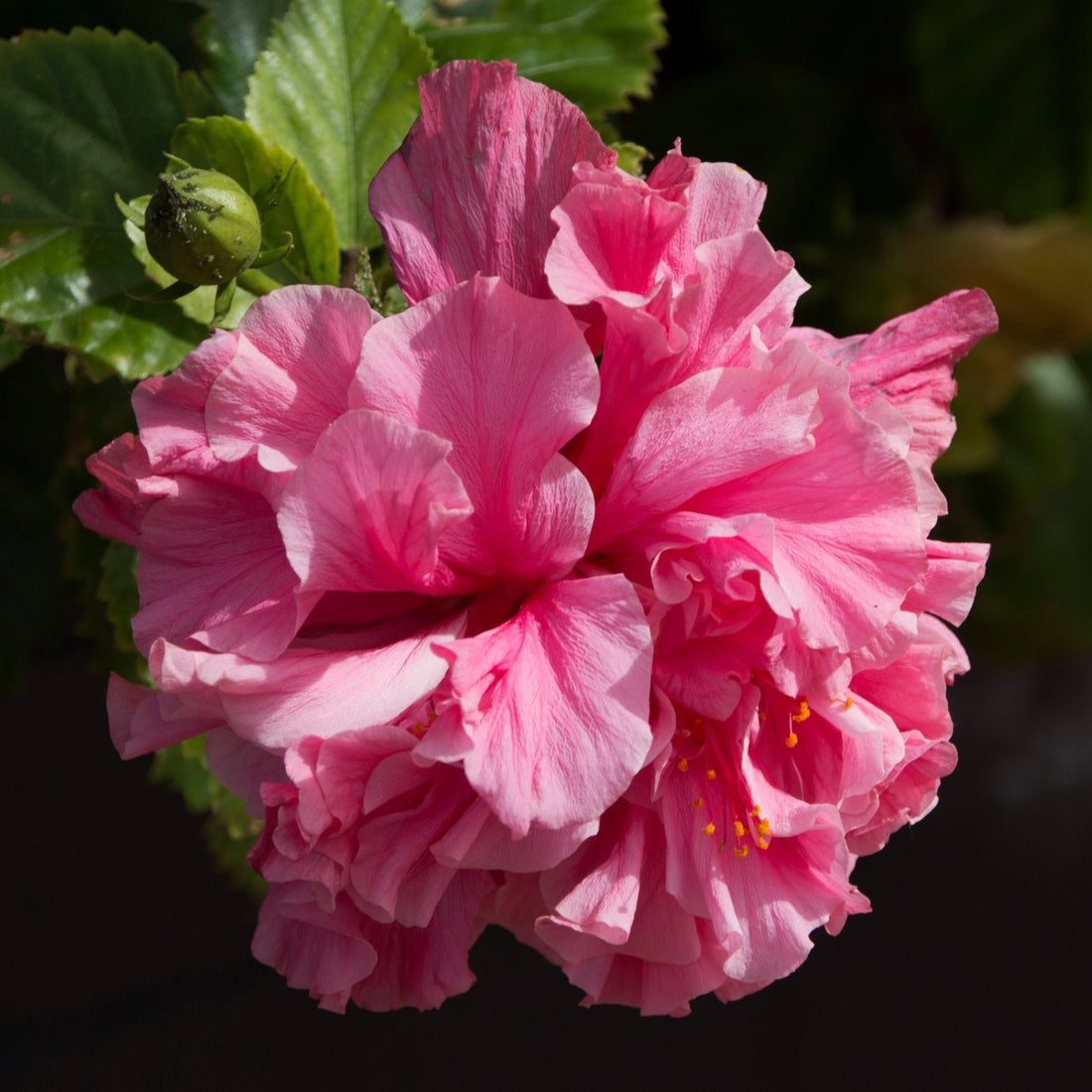 Hibiscus rosa-sinensis ‘Mrs George Davis’ – Deep Rose-Pink Double Hibiscus Shrub