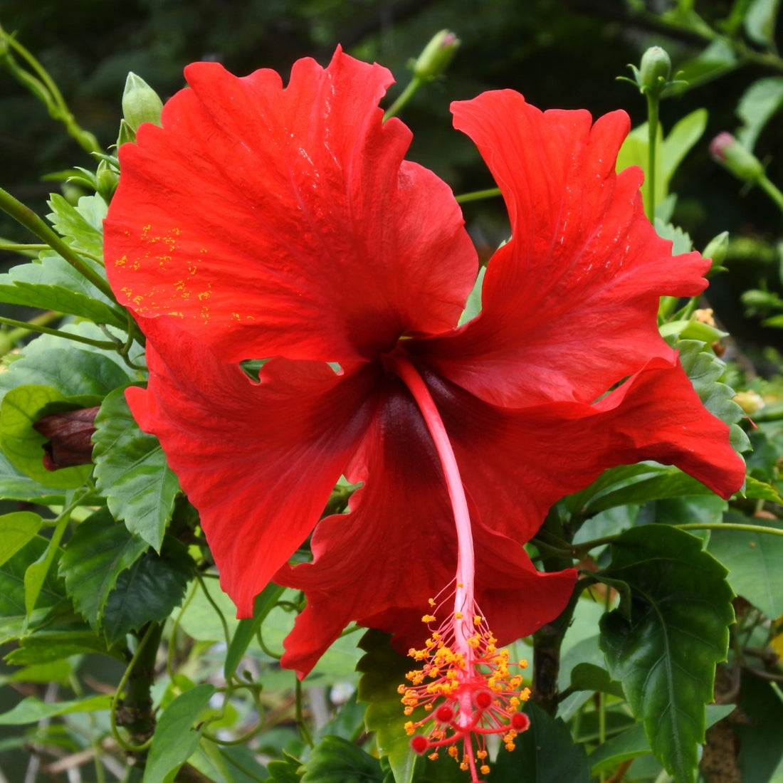 Hibiscus rosa-sinensis &