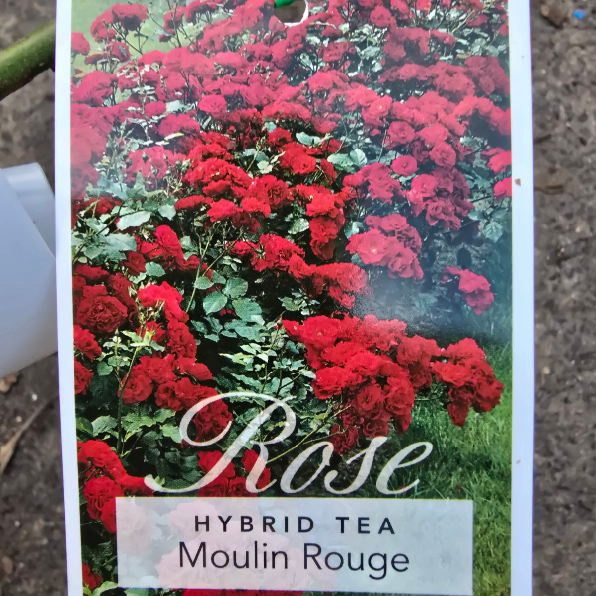 Moulin Rouge Floribunda Rose | Scarlet Cluster-Flowering Rose