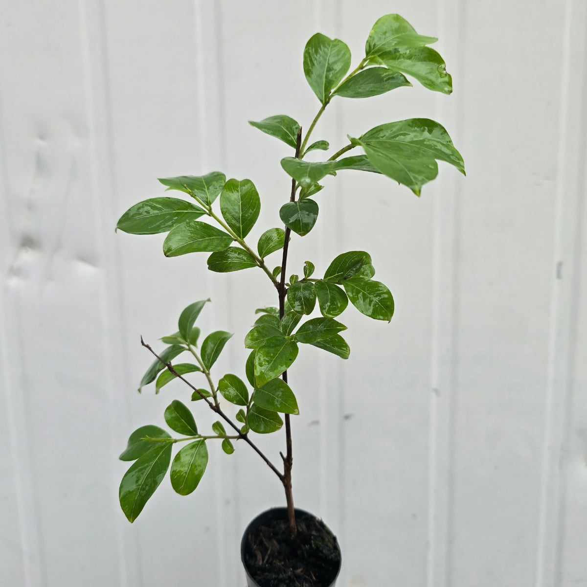 Crepe Myrtle ‘Lipan’ (Lagerstroemia indica × fauriei) | Lavender Flowering 50mm Tube