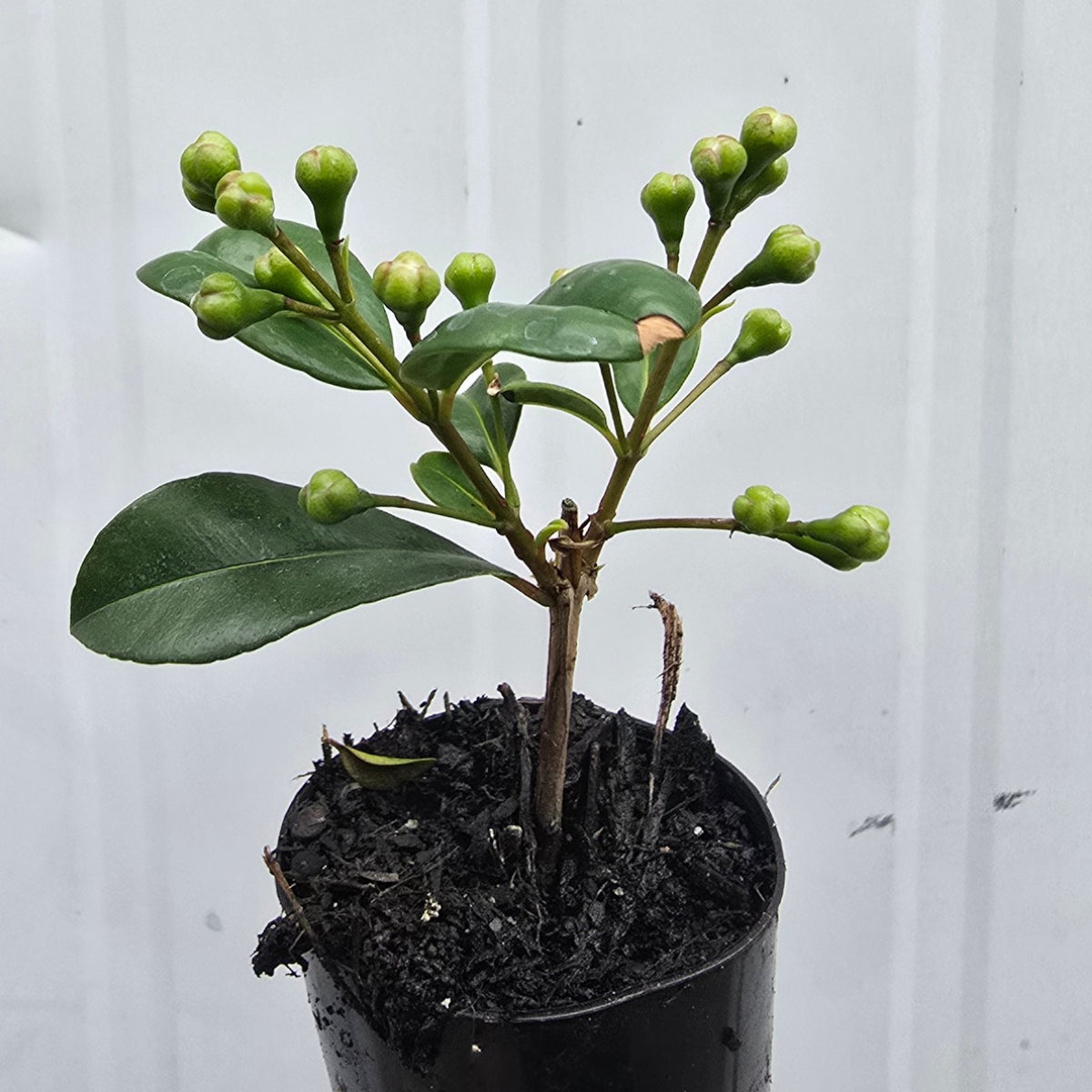 Syzygium australe ‘Resilience’ Lilly Pilly – 50mm Pot