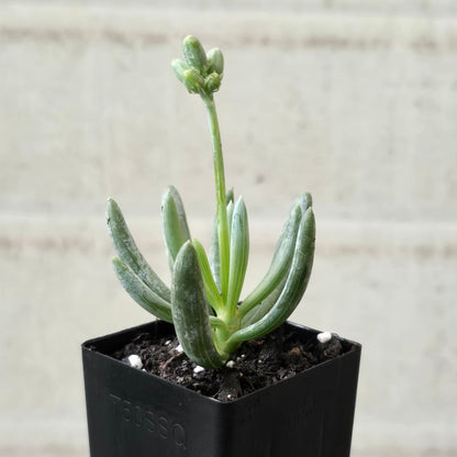 Dwarf Blue Chalk Sticks | Dwarf Chalk Sticks (Syn. Senecio serpens) – 50mm Pot