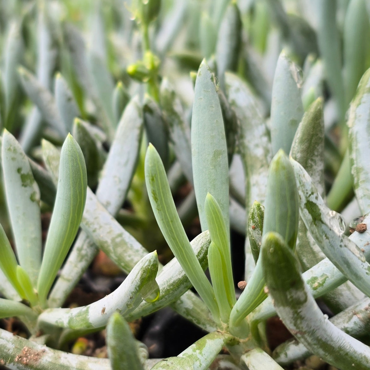 Dwarf Blue Chalk Sticks | Dwarf Chalk Sticks (Syn. Senecio serpens) – 50mm Pot