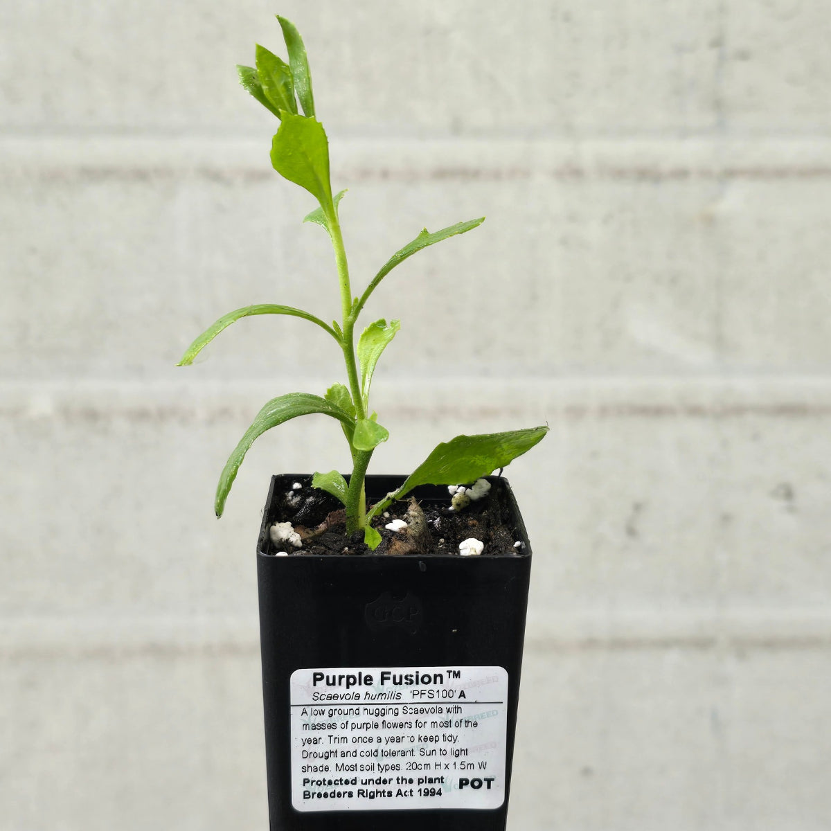 Purple Fusion™ Scaevola | Scaevola humilis ‘PFS100’ PBR – 50mm Pot