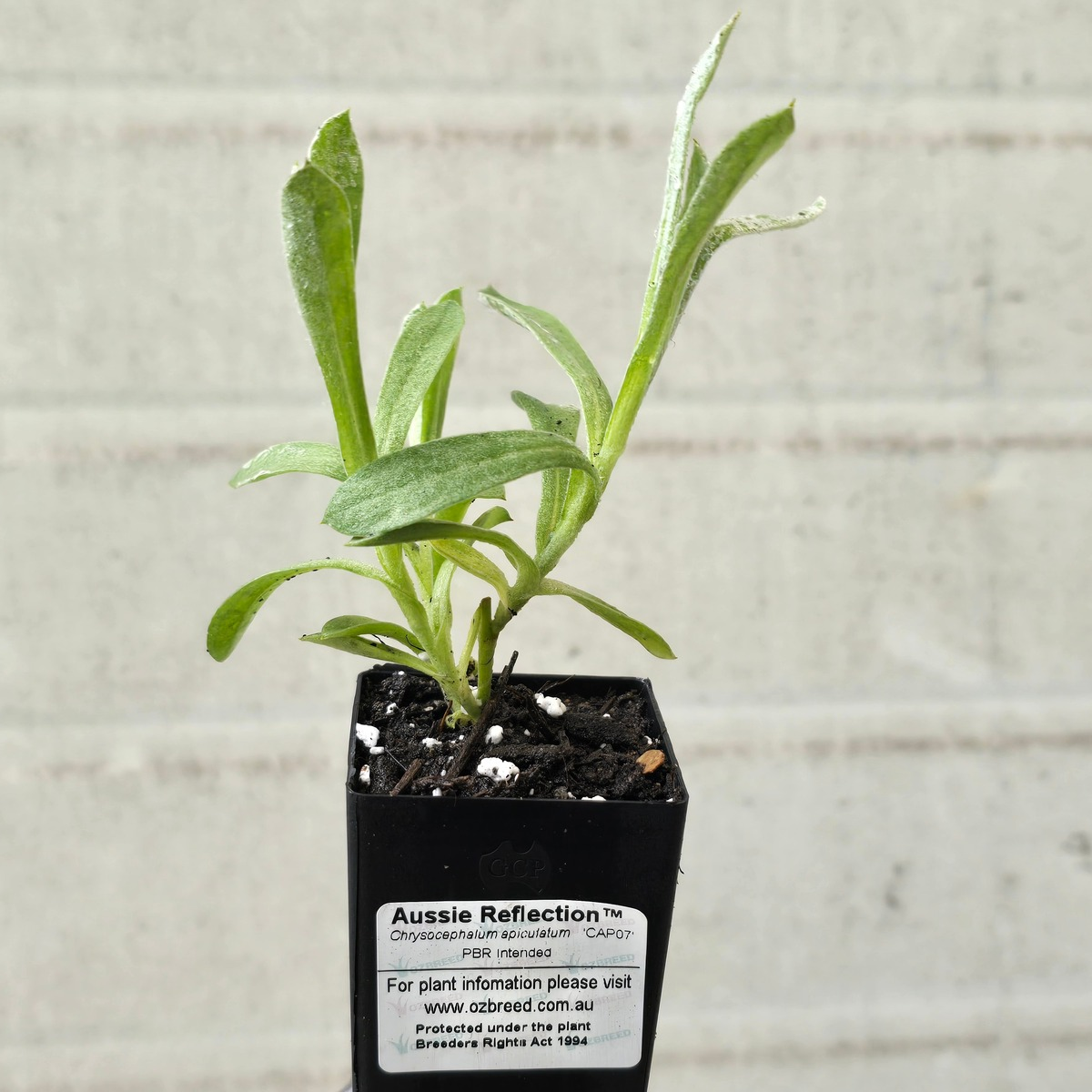Aussie Reflection™ Chrysocephalum apiculatum ‘CAP07’ PBR | Yellow Buttons – 50mm Pot