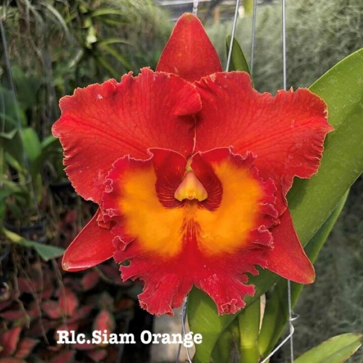 Rlc. Siam Orange Cattleya Orchid Mericlone