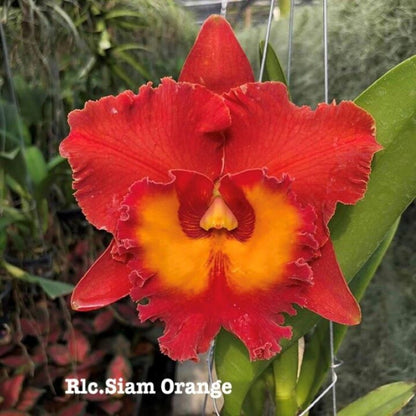 Rlc. Siam Orange Cattleya Orchid Mericlone