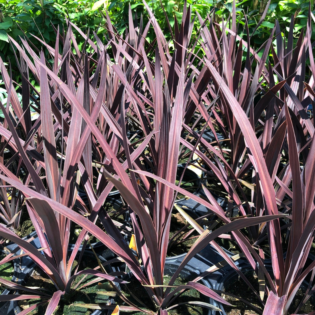 Cordyline australis &