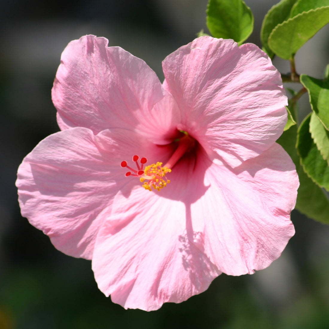 Hibiscus rosa-sinensis &