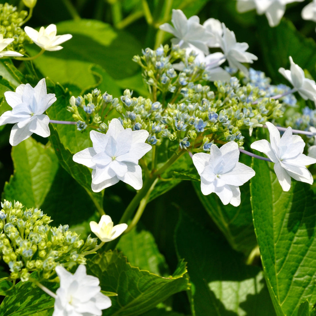 Hydrangea macrophylla ‘Fireworks’ – Double White Lacecap | Hanabi