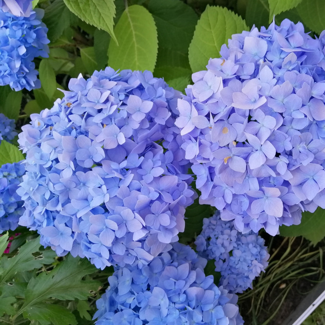 Hydrangea macrophylla ‘Nikko Blue’ – Mophead Blue Bigleaf Hydrangea Shrub