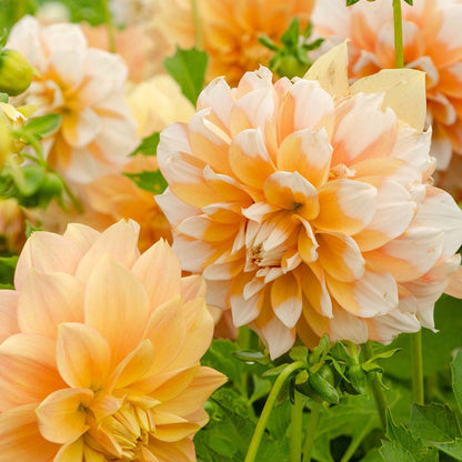 Dahlia hybrid ‘Cornflake’ – Apricot &amp; White Bi-colour Decorative Blooms