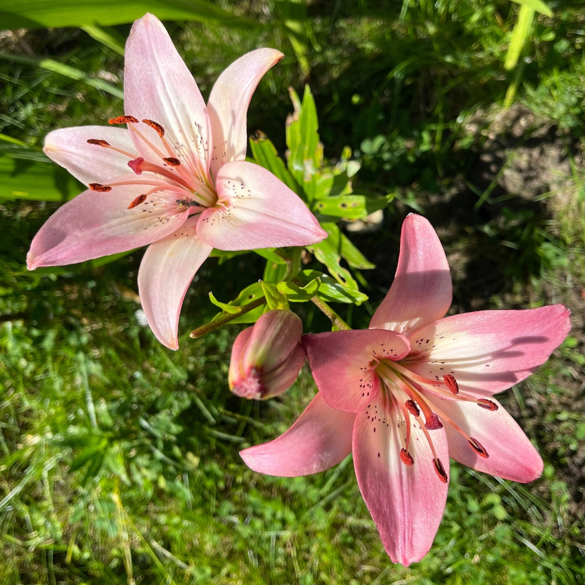 Rosella’s Dream Lilium – Pink &amp; Cream Tango Lily Bulb