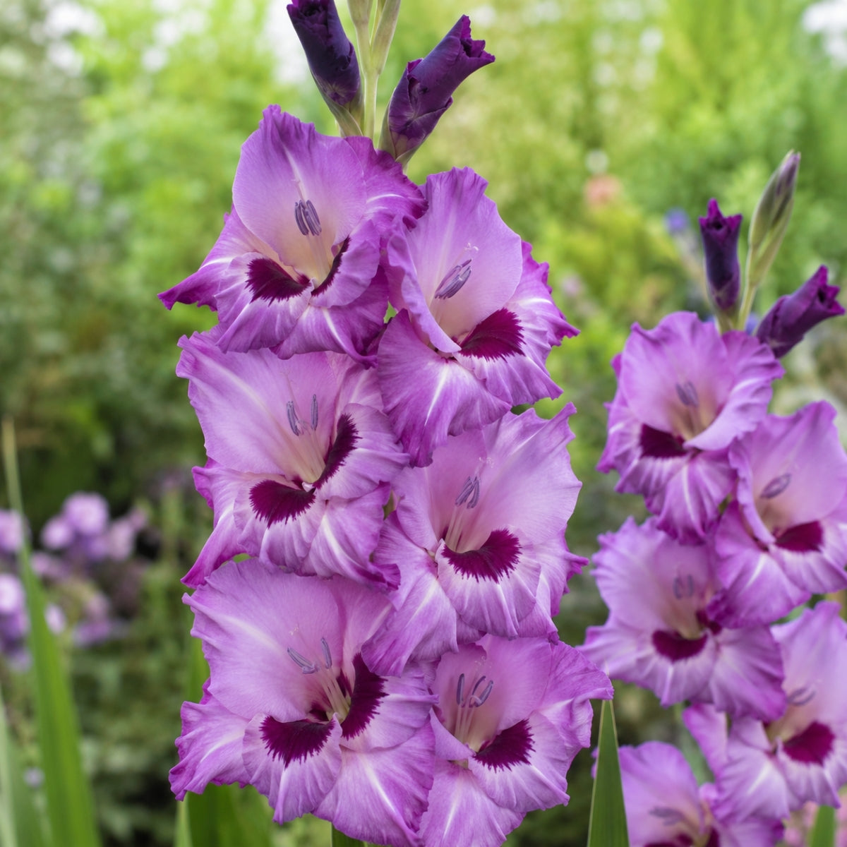 Purple Party Gladioli Bulb – Gladiolus Grandiflorus – Purple, Mauve &amp; Maroon Blooms
