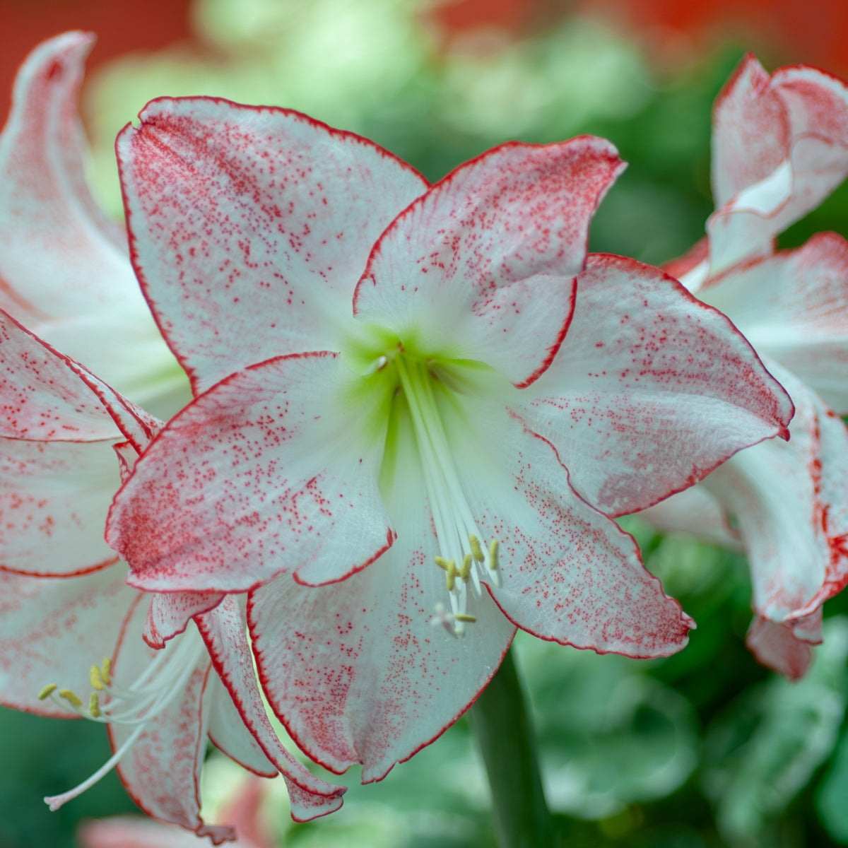 1000 Stars Hippeastrum Bulb | Amaryllis – White to Soft Pink Star-Like Blooms
