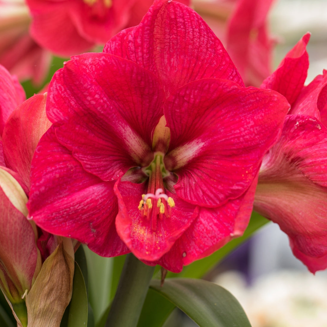 Hercules Hippeastrum Bulb | Amaryllis – Rich Fuchsia Pink Blooms with White Accents