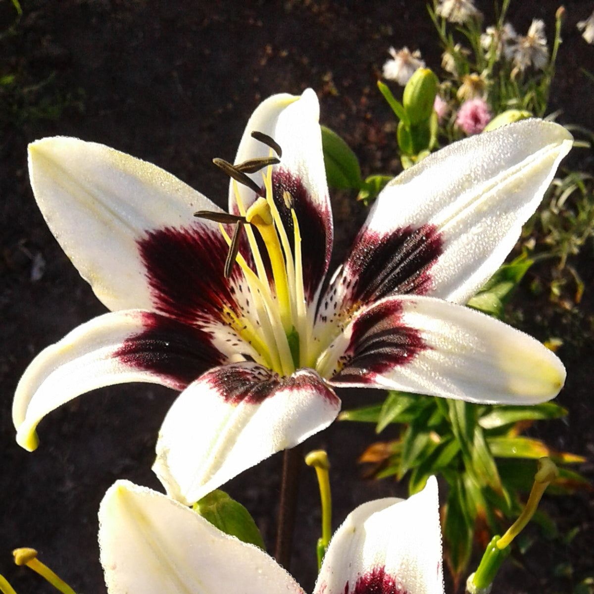 Patricia’s Pride Tango Lilium Bulb | Cream Lily with Deep Purple Centre