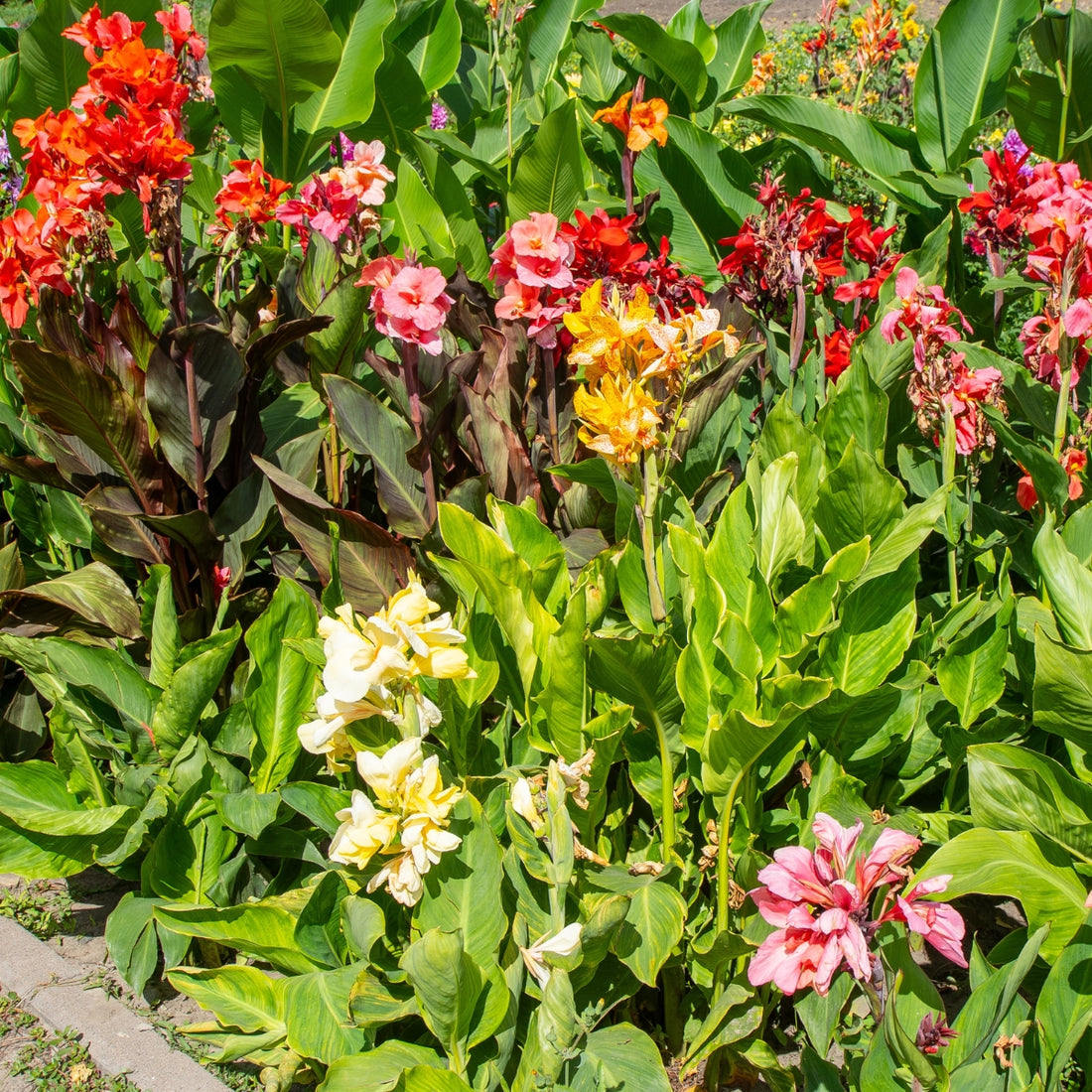 Canna × generalis Mixed Bulb | Tropical Canna Lily for Pots &amp; Gardens