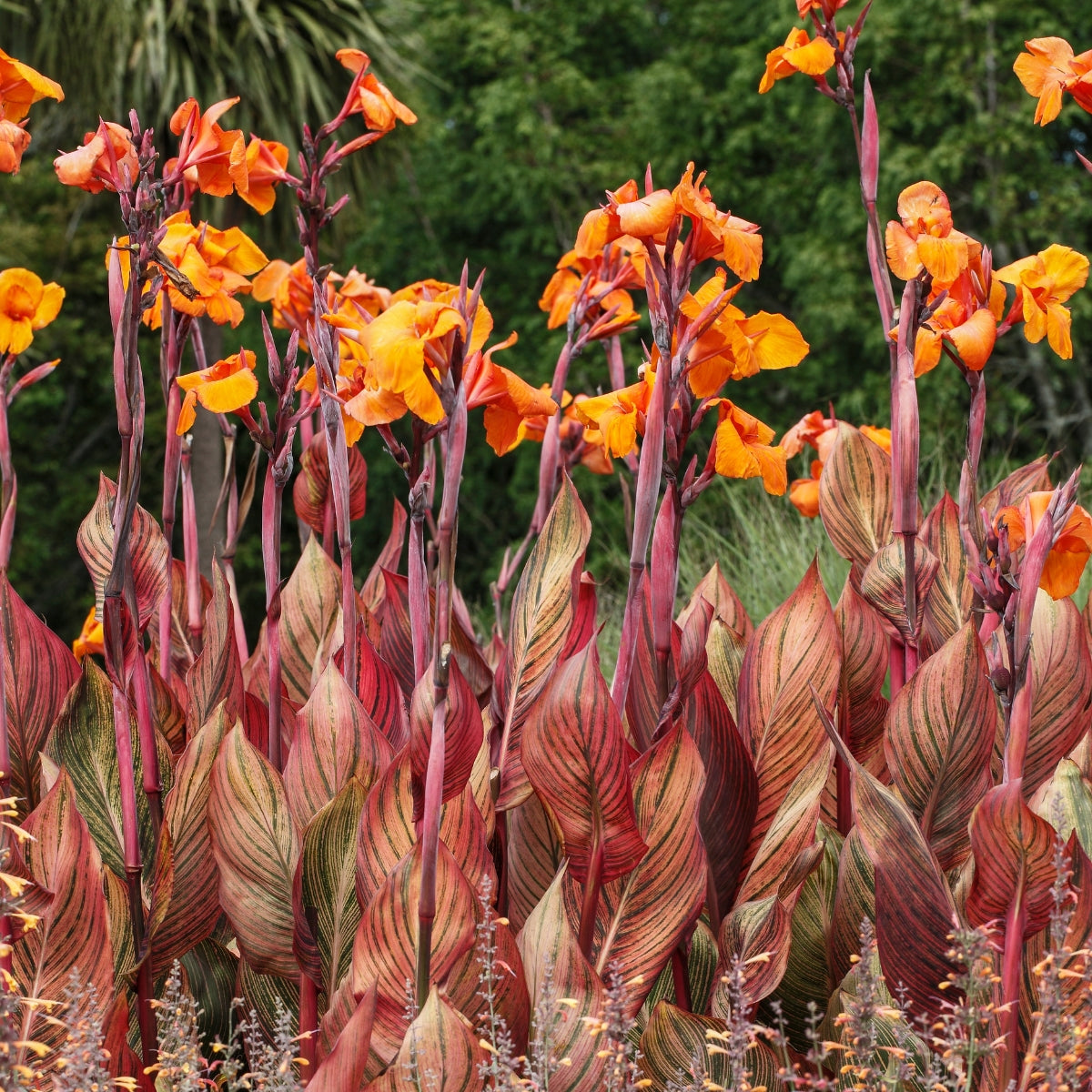Canna × generalis Tropicanna Bulb | Variegated Canna Lily