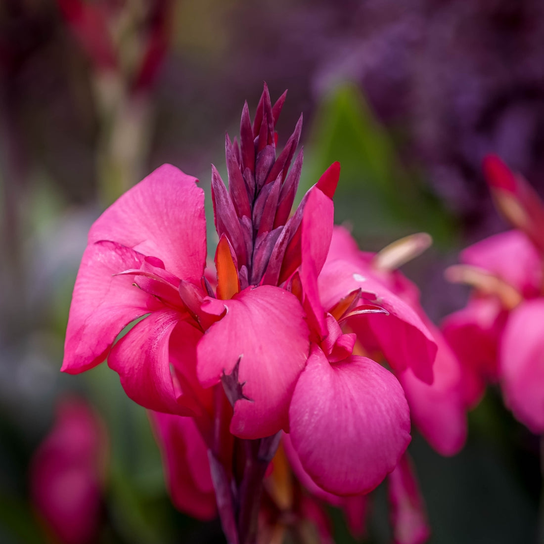 Canna × generalis Tropical Rose Bulb | Dwarf Rose-Pink Canna Lily
