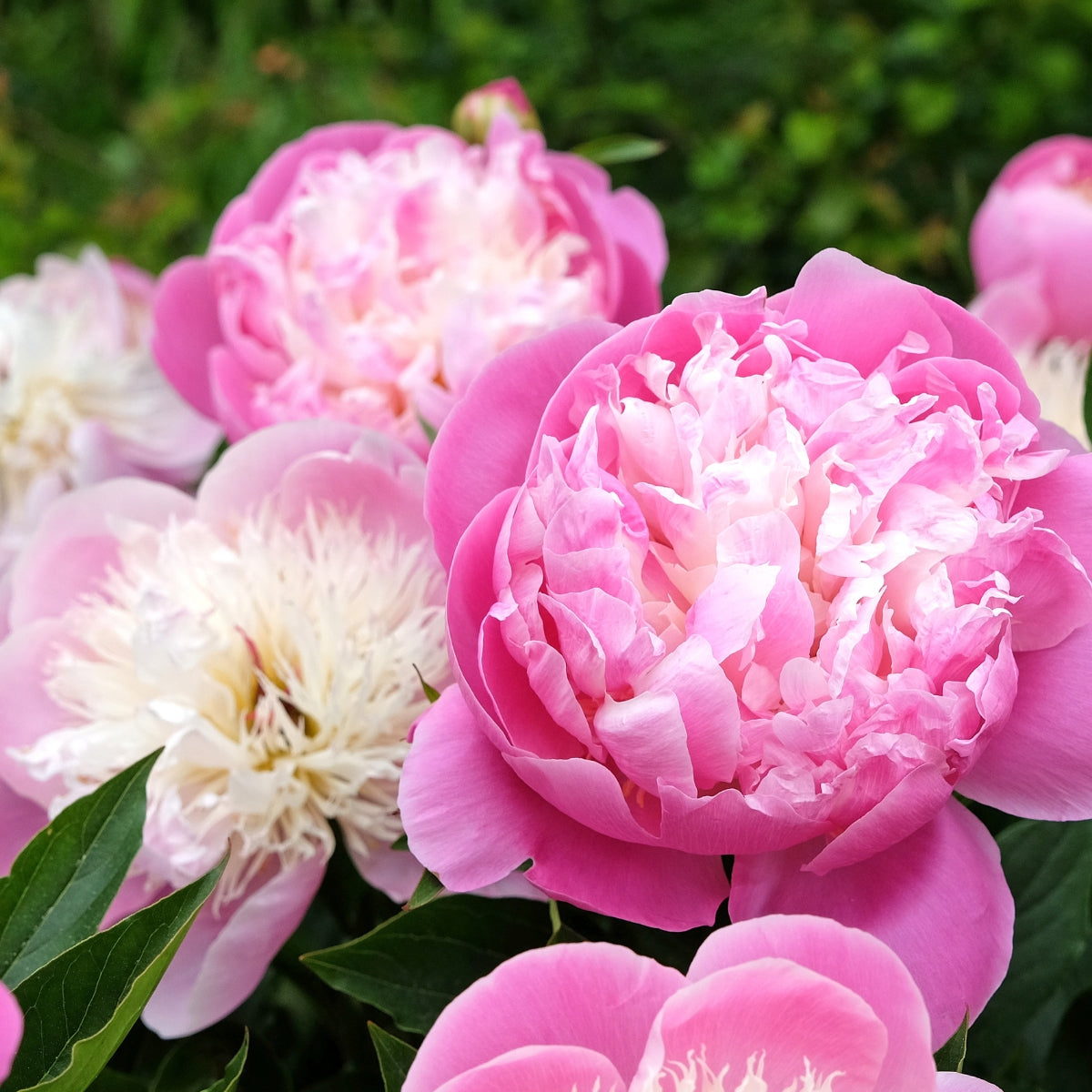 Bowl of Beauty Peony Bare Root | Paeonia lactiflora – Pink &amp; Cream Blooms