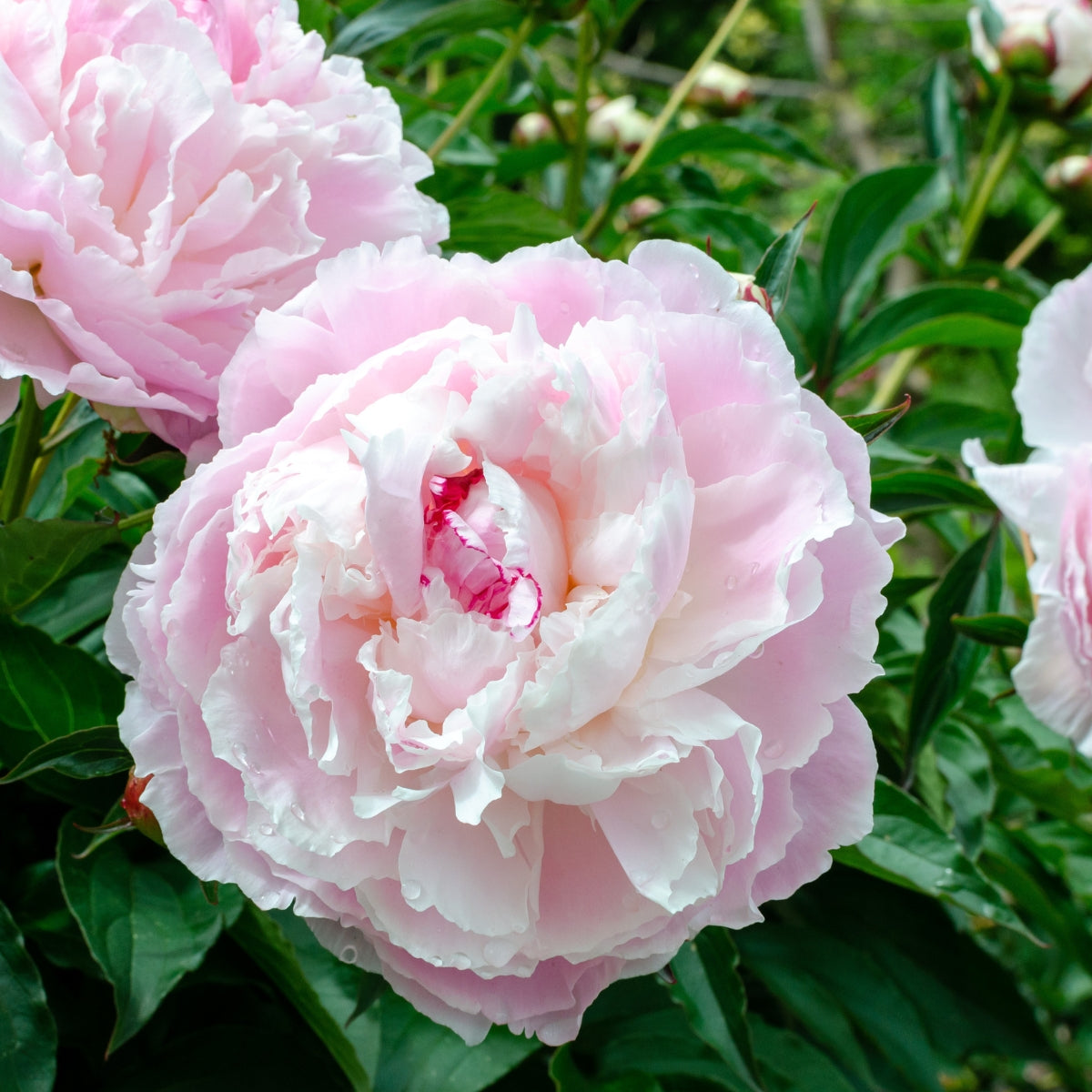 Shirley Temple Peony Bare Root | Paeonia lactiflora – Soft Pink to White Double Blooms