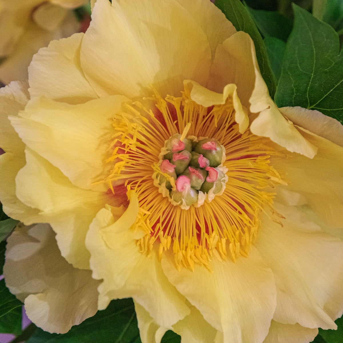 Garden Treasure Itoh Peony Bare Root | Yellow Intersectional Peony