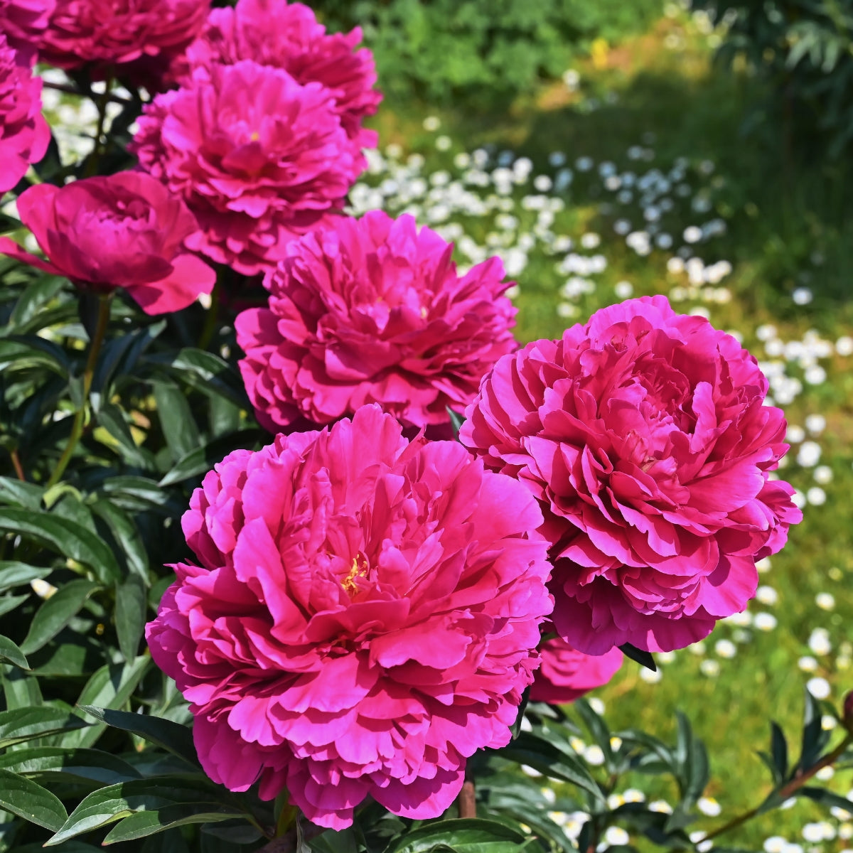 Felix Crousse Peony Bare Root | Paeonia lactiflora – Fragrant Double Magenta Blooms
