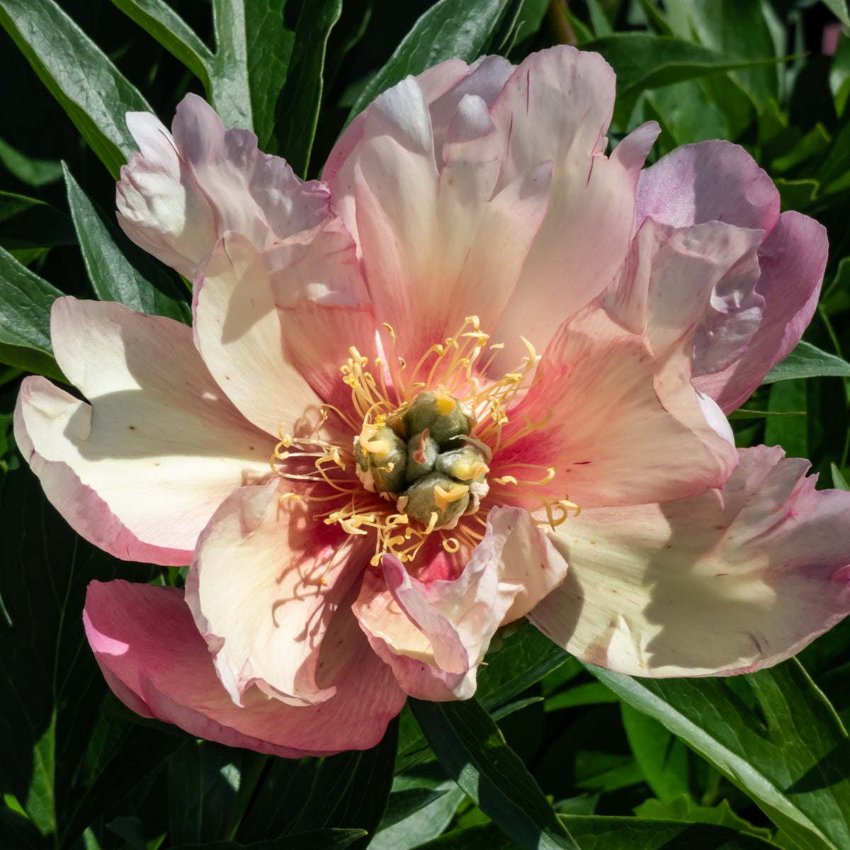 Julia Rose Itoh Peony Bare Root | Colour-Changing Intersectional Peony