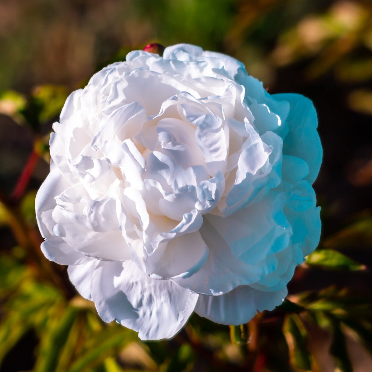 White Sarah Bernhardt Herbaceous Peony Bare Root | Double White Blooms