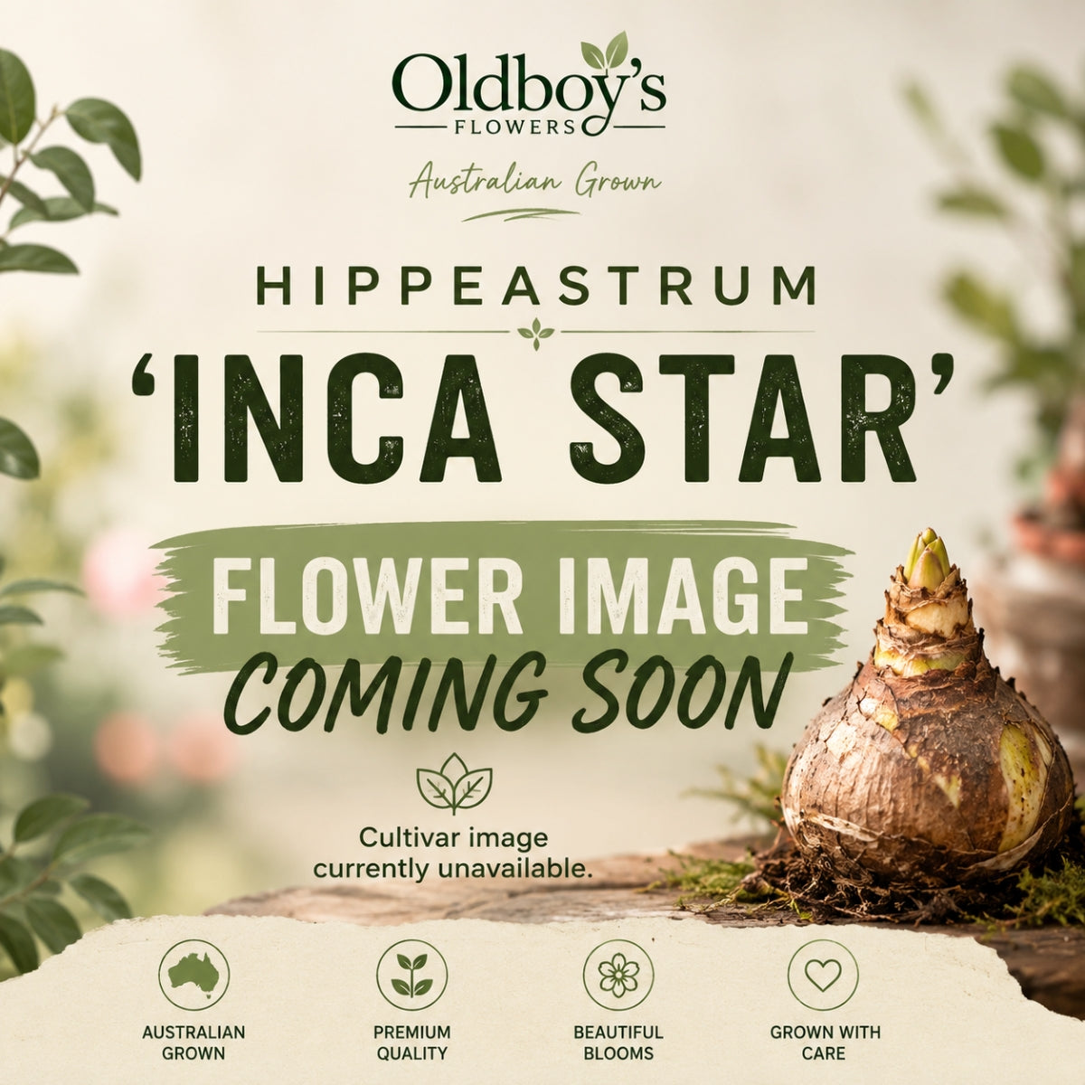 Hippeastrum ‘Inca Star’ | Cream White and Red Amaryllis Bulb