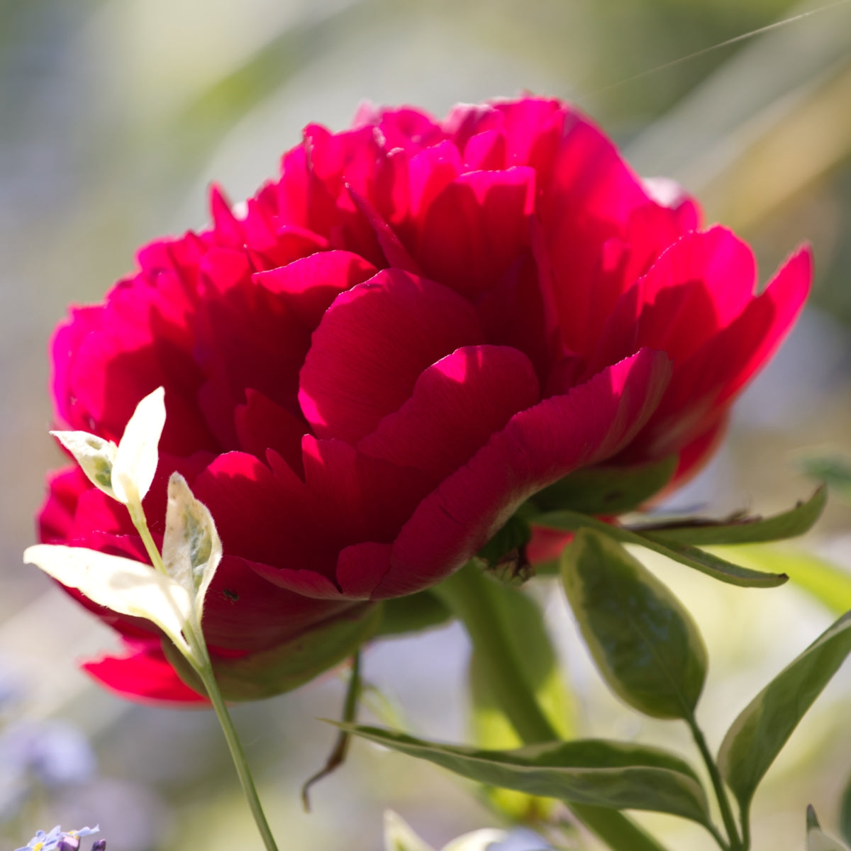 Felix Supreme – Peony – Herbaceous - Paeonia lactiflora