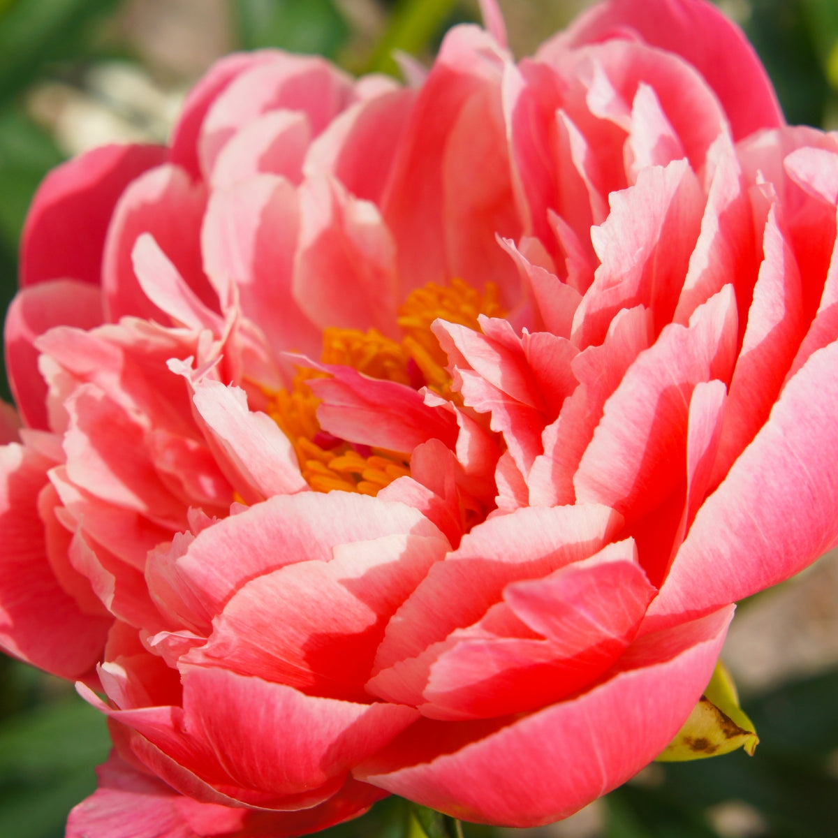 Coral Charm – Peony – Herbaceous - Paeonia lactiflora