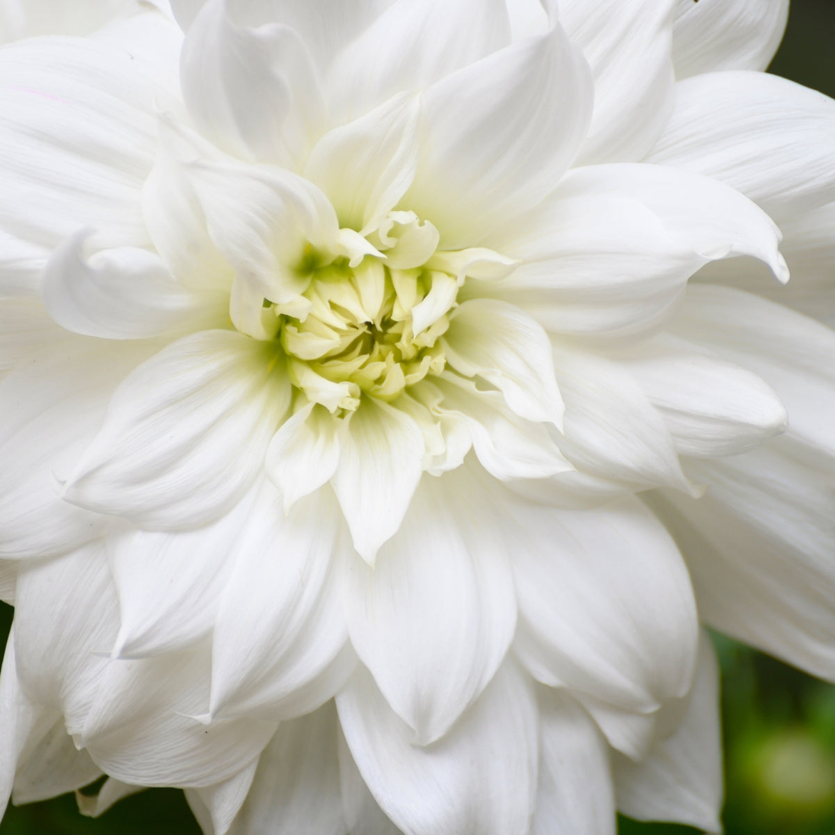 Dahlia ‘Earl’ | Giant White Dinnerplate Dahlia Tuber