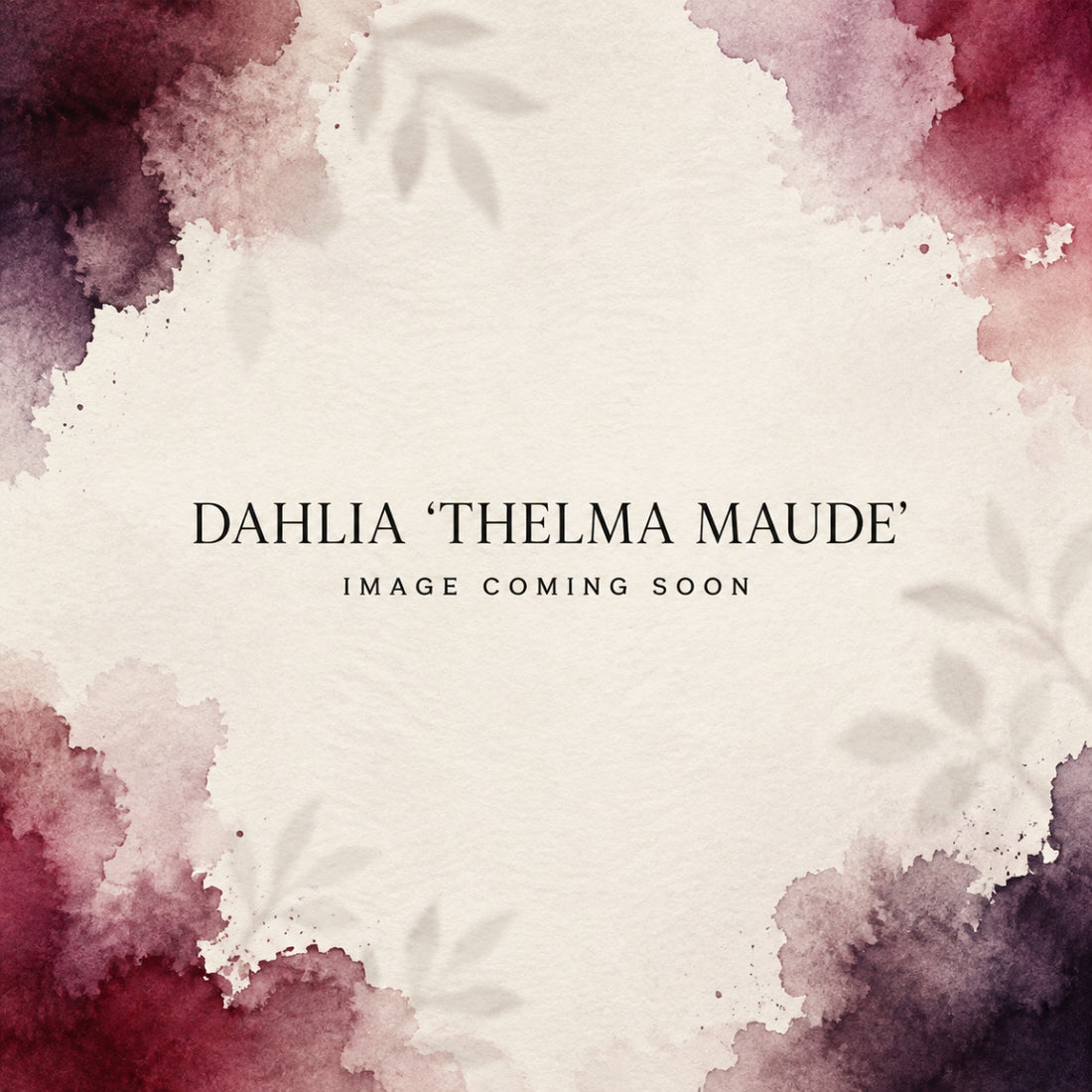 Dahlia ‘Thelma Maude’ | Giant Deep Burgundy Dinnerplate Dahlia Tuber