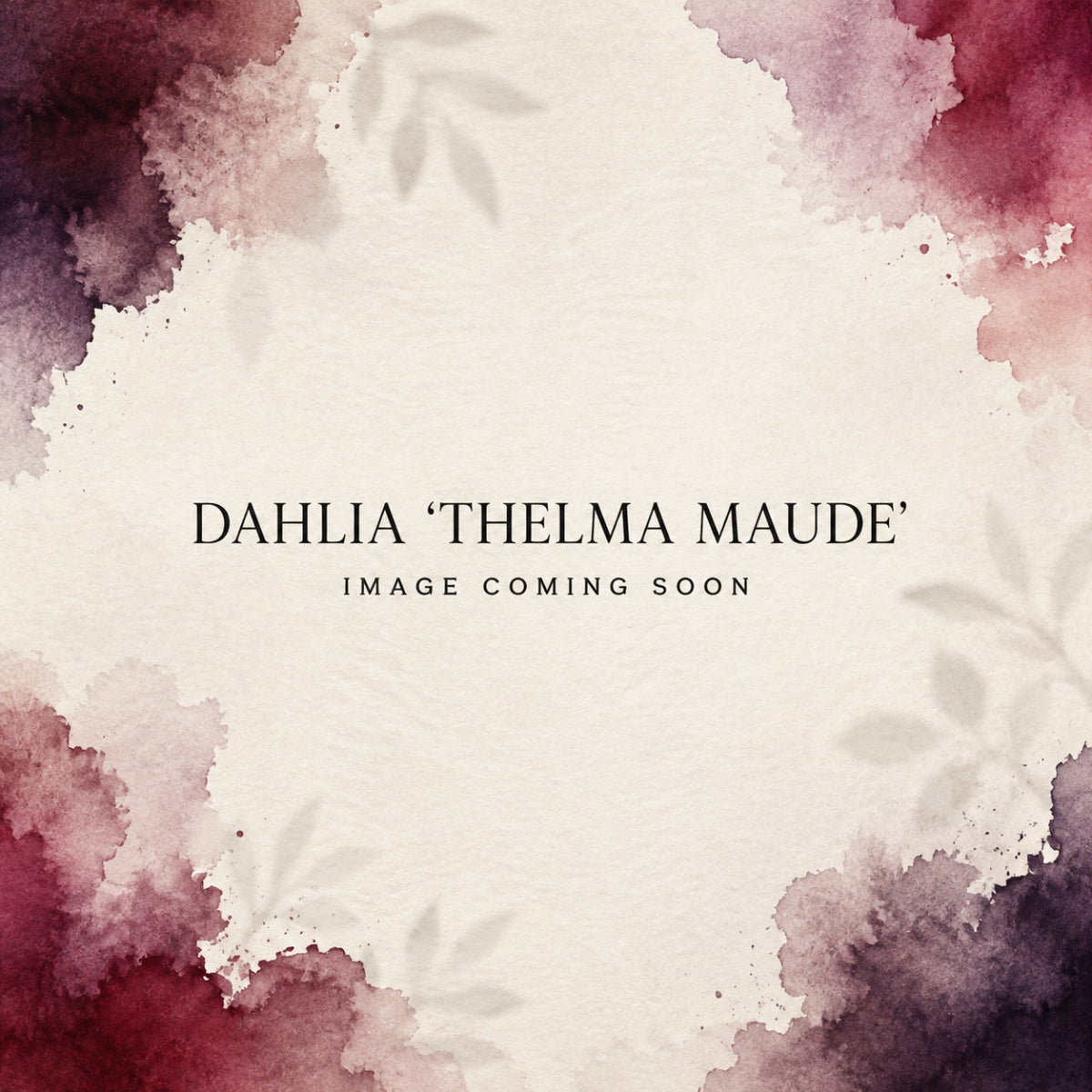 Dahlia ‘Thelma Maude’ | Giant Deep Burgundy Dinnerplate Dahlia Tuber