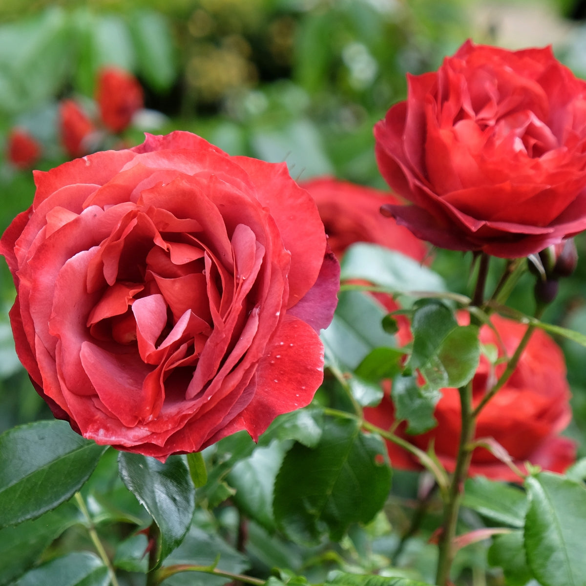 Hot Chocolate Floribunda Rose | Orange-Brown Repeat-Flowering Rose